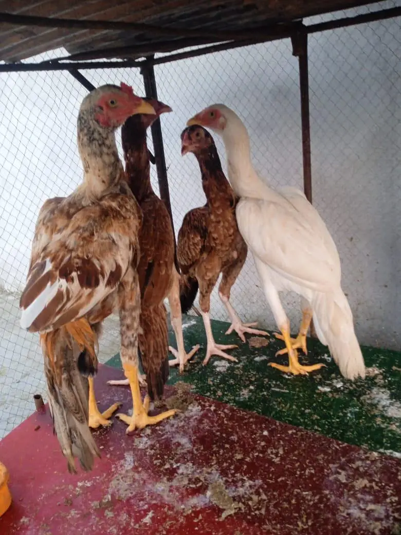 aseel mianwali — photo 8