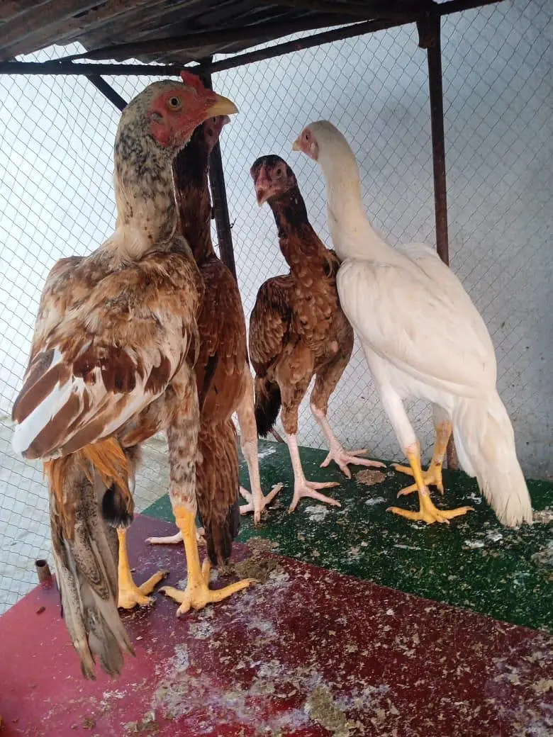 aseel mianwali — photo 9