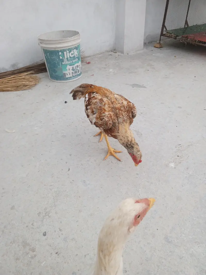aseel mianwali — photo 10