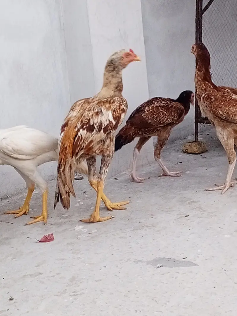 aseel mianwali — photo 11