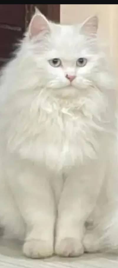 beautiful persion cat