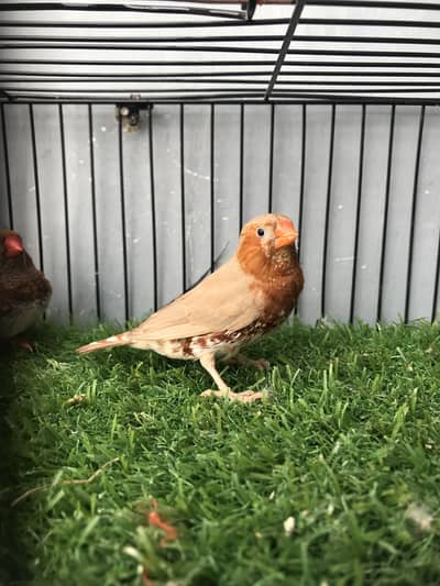 Maution finches