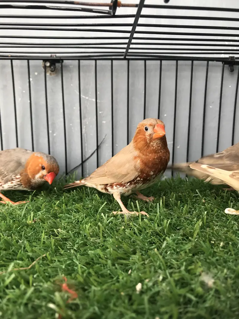 Maution finches — photo 2