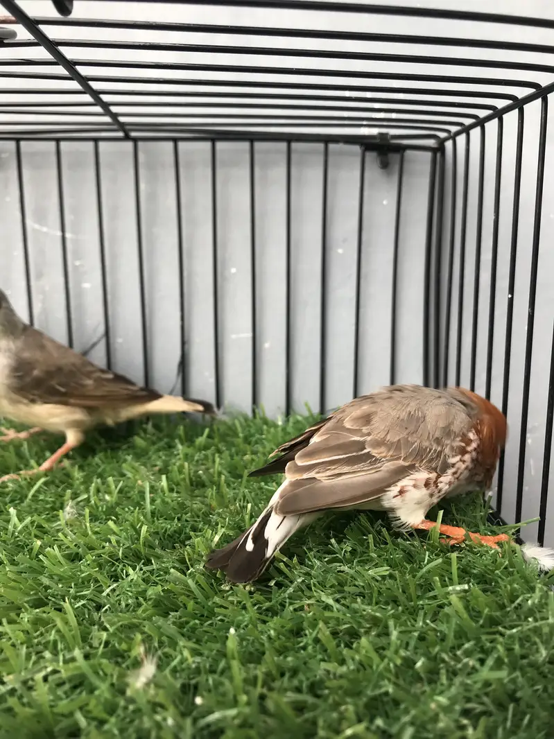 Maution finches — photo 3