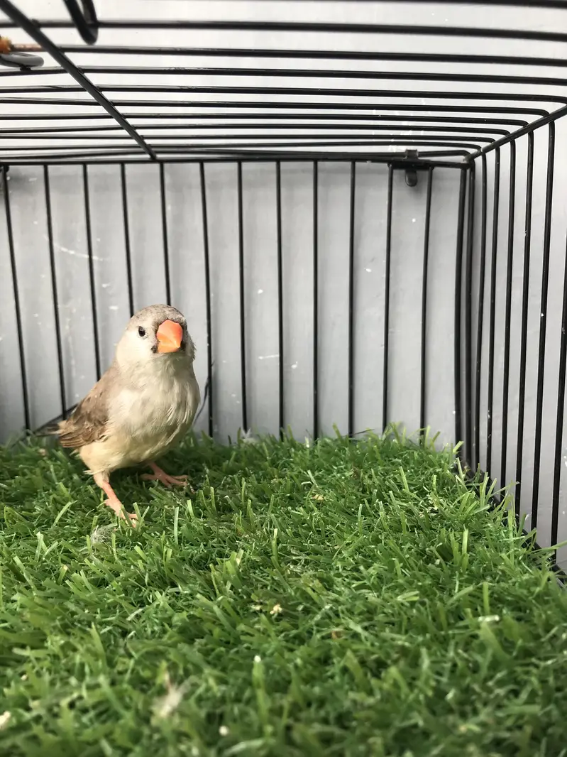 Maution finches — photo 4
