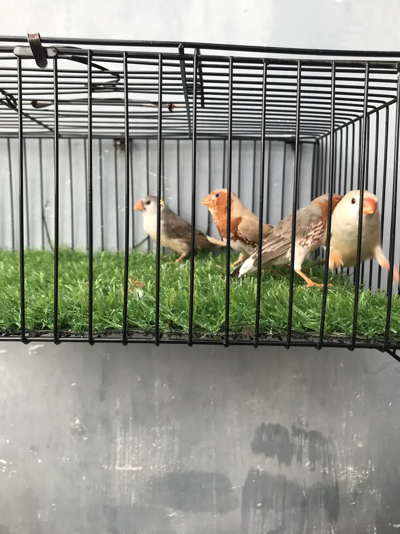 Maution finches — photo 5
