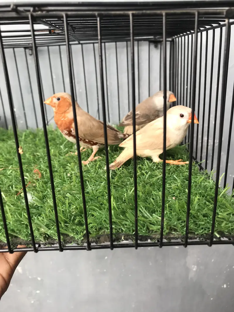 Maution finches — photo 6