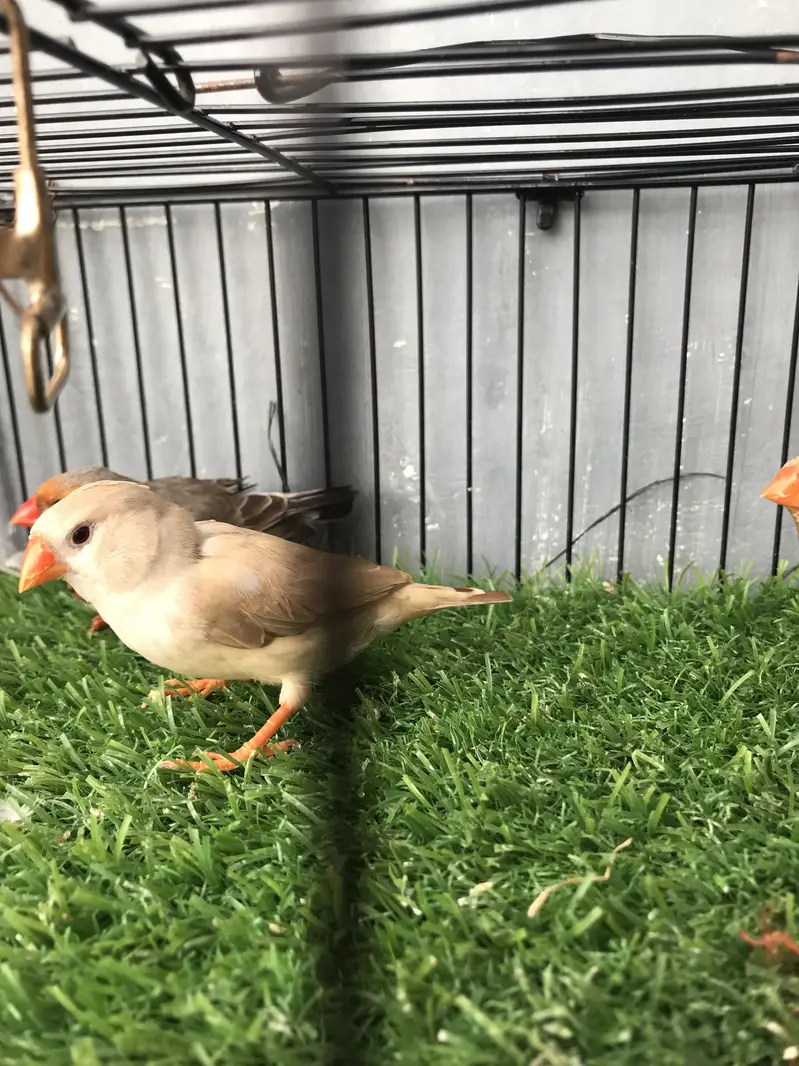 Maution finches — photo 7
