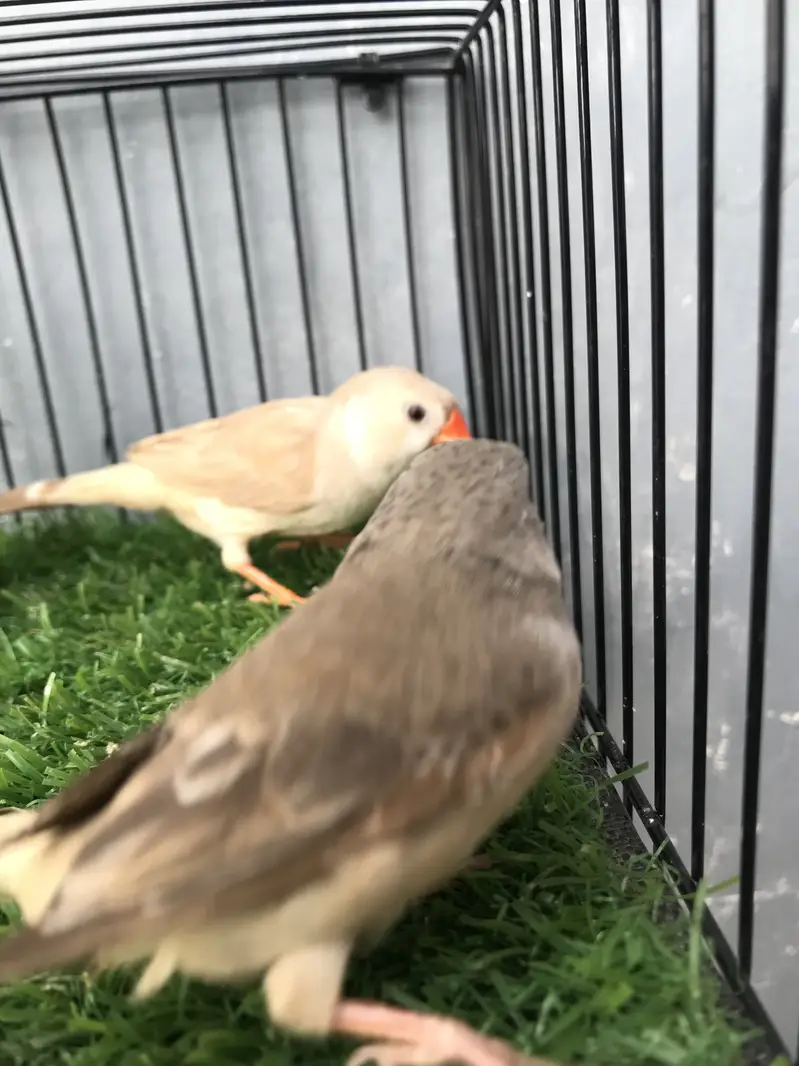 Maution finches — photo 8