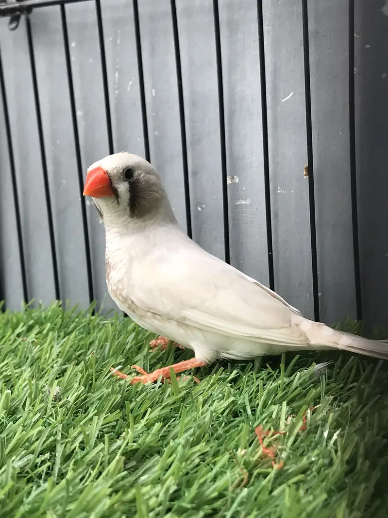 Maution finches — photo 9