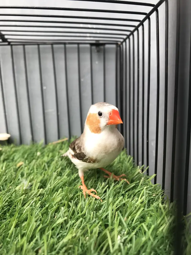 Maution finches — photo 10