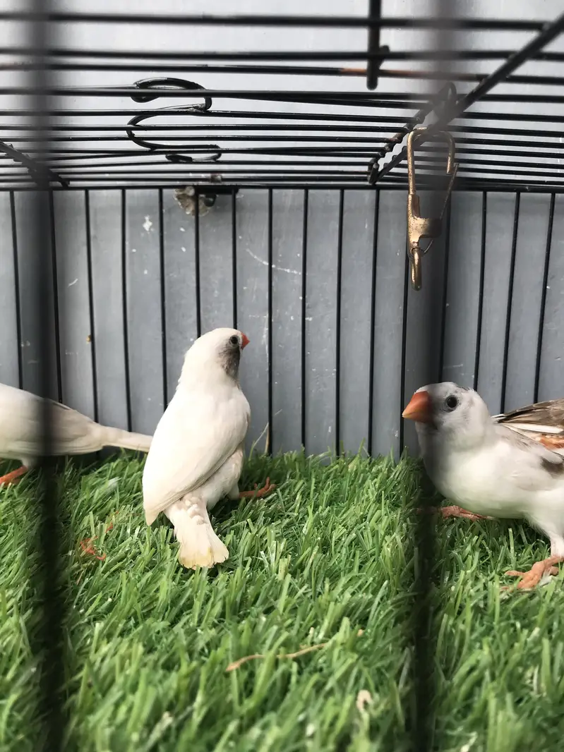 Maution finches — photo 11