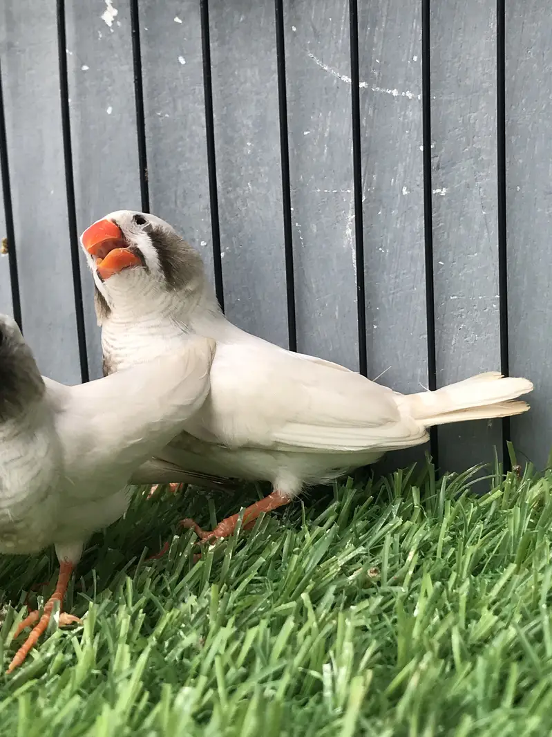 Maution finches — photo 12