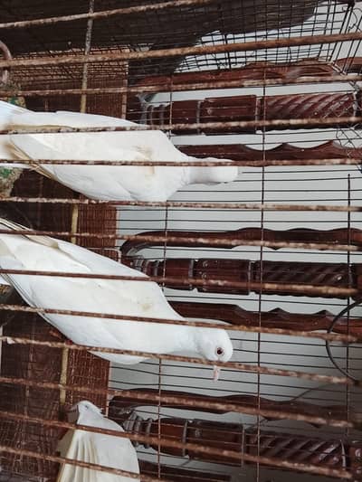 dove pigens