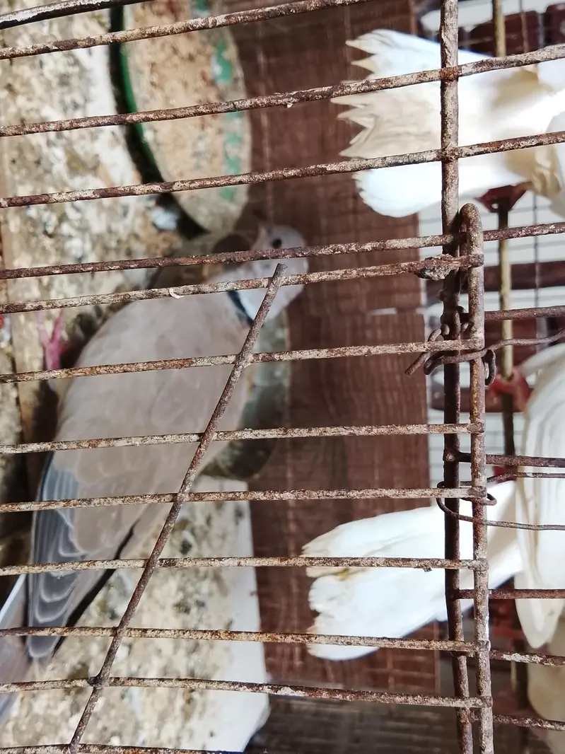 dove pigens — photo 2