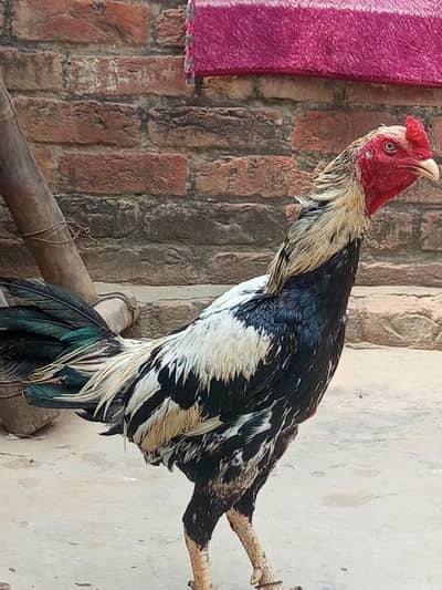 aseel for sale