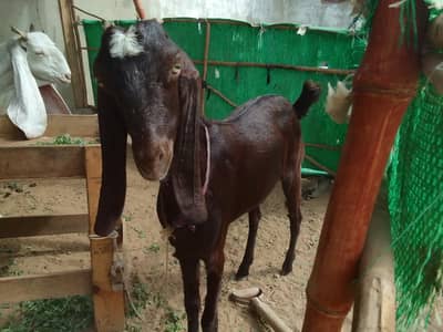 Urgent sale gabban goats 2 dant fresh Golabi or nagra Crose
