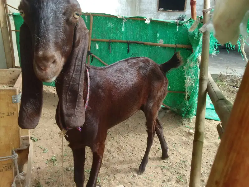 Urgent sale gabban goats 2 dant fresh Golabi or nagra Crose — photo 2