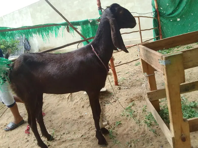 Urgent sale gabban goats 2 dant fresh Golabi or nagra Crose — photo 3