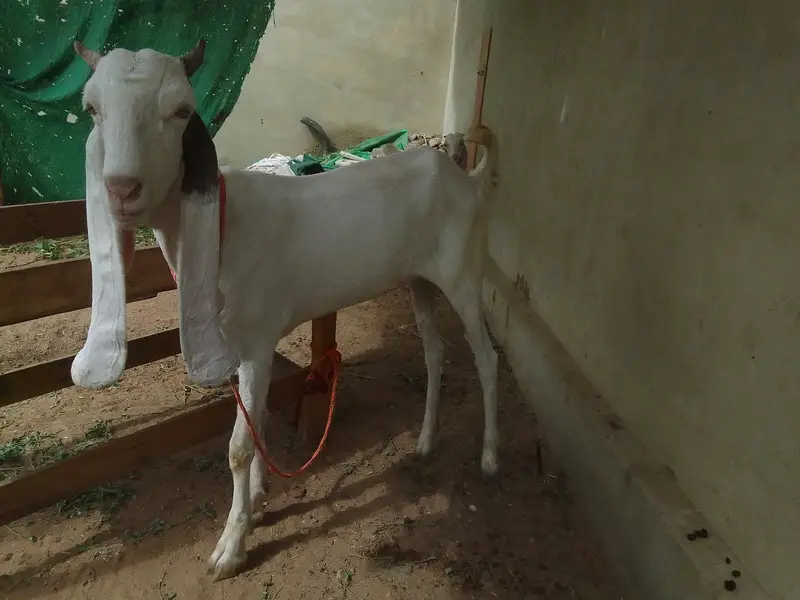 Urgent sale gabban goats 2 dant fresh Golabi or nagra Crose — photo 4