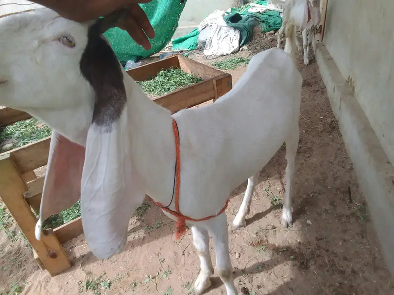 Urgent sale gabban goats 2 dant fresh Golabi or nagra Crose — photo 5