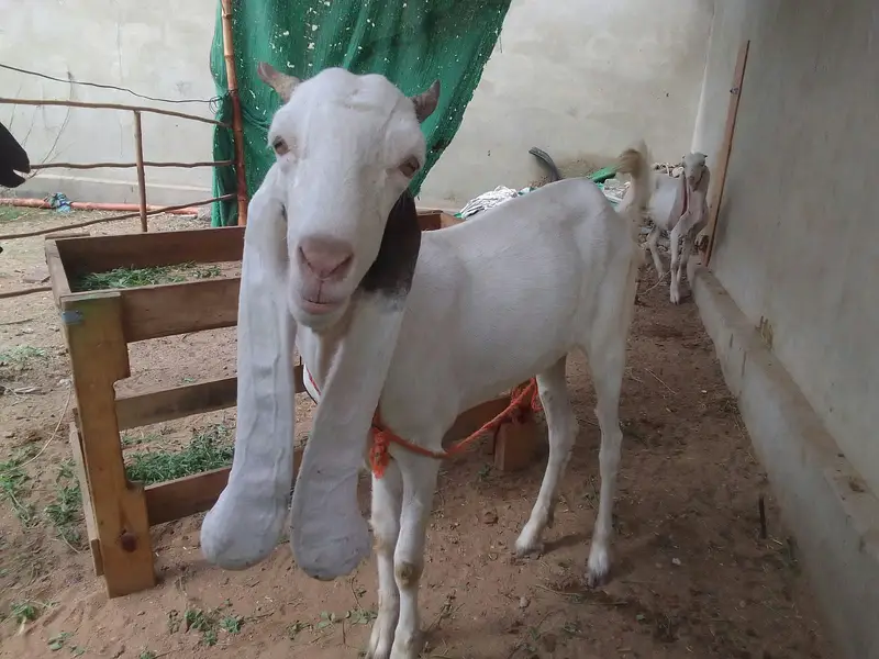 Urgent sale gabban goats 2 dant fresh Golabi or nagra Crose — photo 6