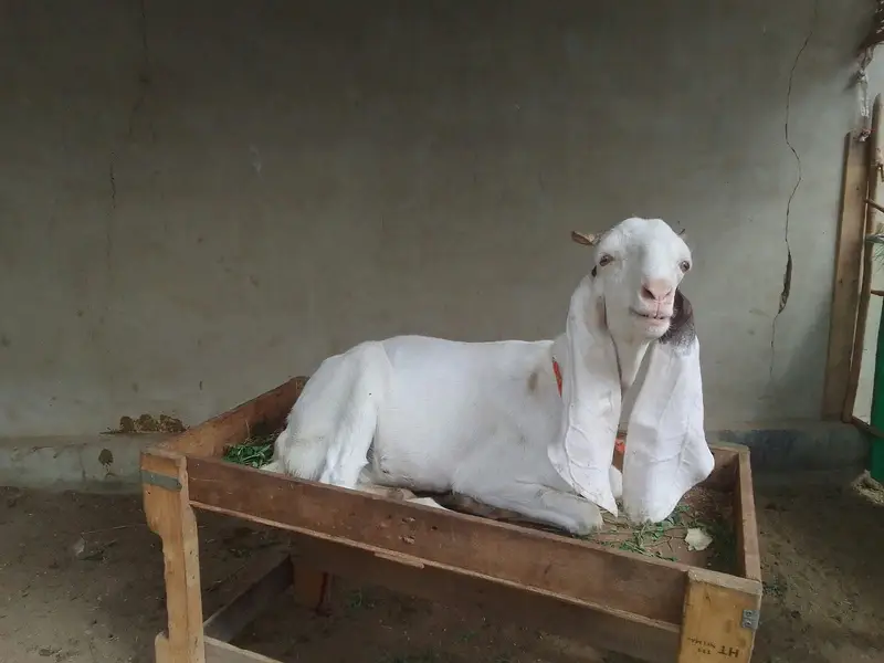 Urgent sale gabban goats 2 dant fresh Golabi or nagra Crose — photo 7