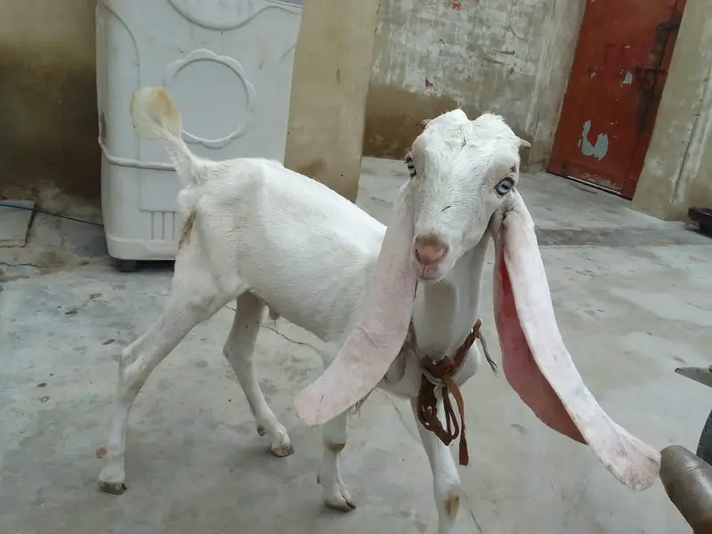 Urgent sale gabban goats 2 dant fresh Golabi or nagra Crose — photo 8