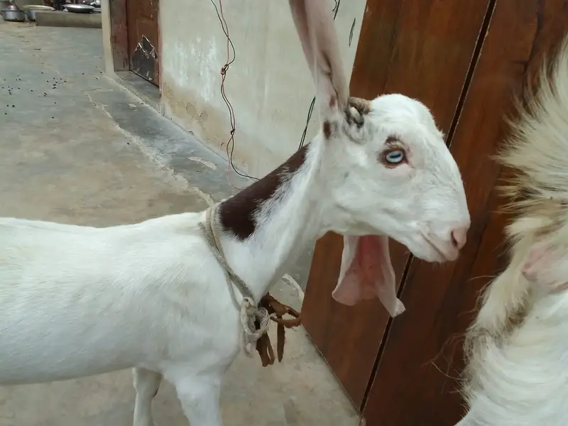 Urgent sale gabban goats 2 dant fresh Golabi or nagra Crose — photo 9
