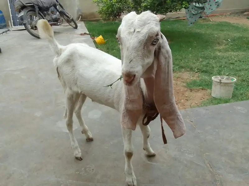 Urgent sale gabban goats 2 dant fresh Golabi or nagra Crose — photo 10