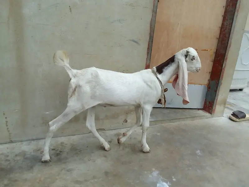Urgent sale gabban goats 2 dant fresh Golabi or nagra Crose — photo 11