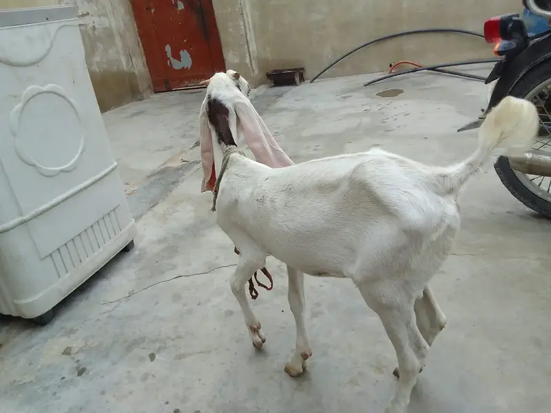 Urgent sale gabban goats 2 dant fresh Golabi or nagra Crose — photo 12