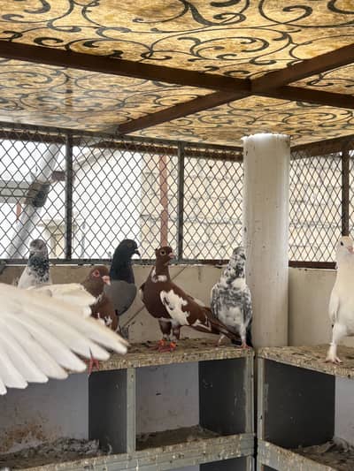 pigeons