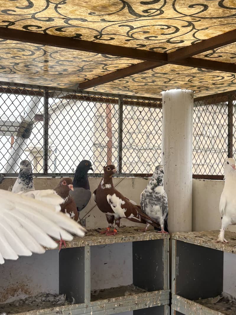 pigeons 0