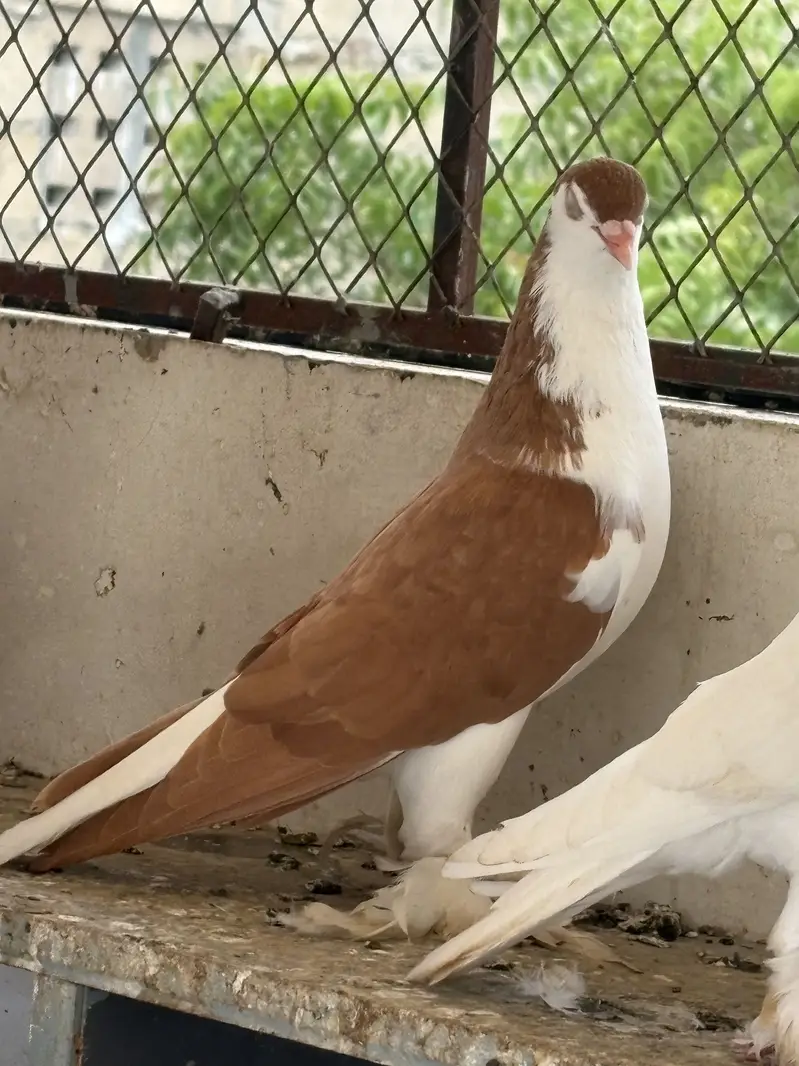 pigeons — photo 2