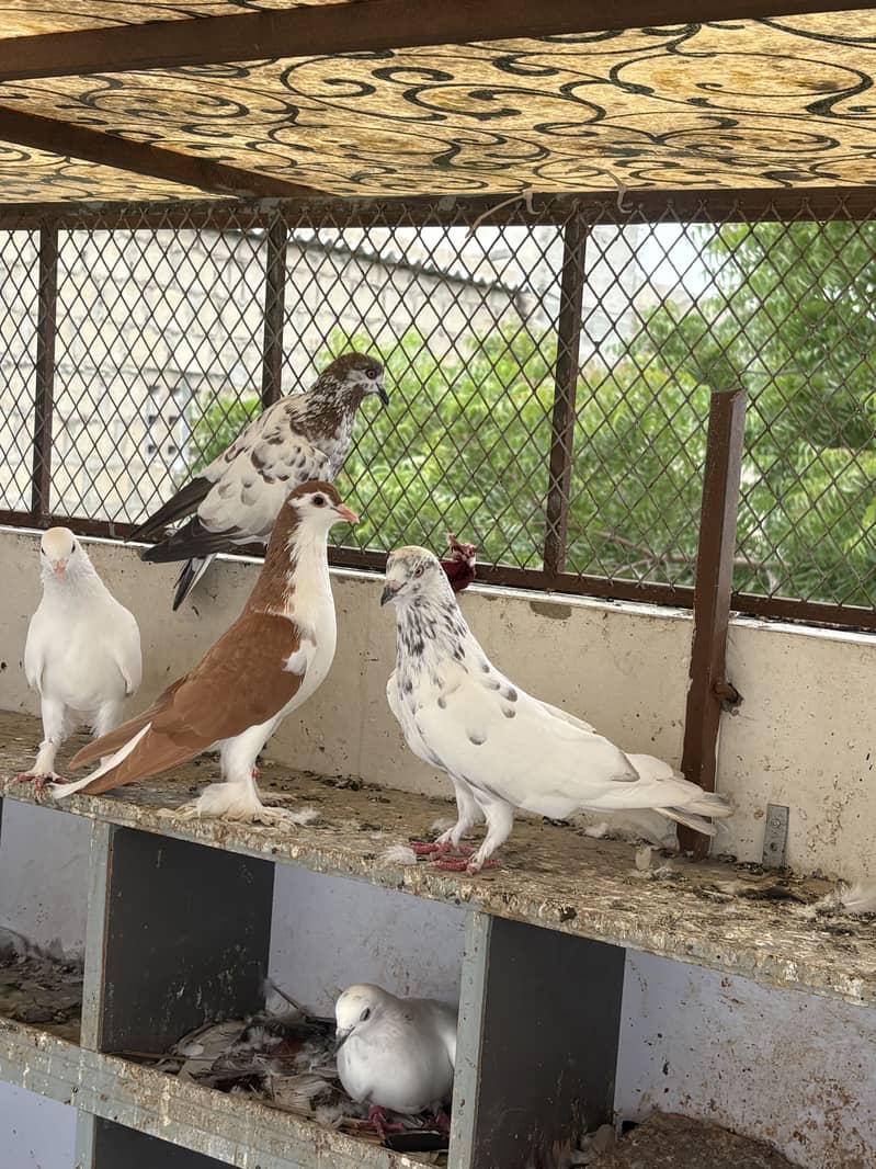 pigeons 2