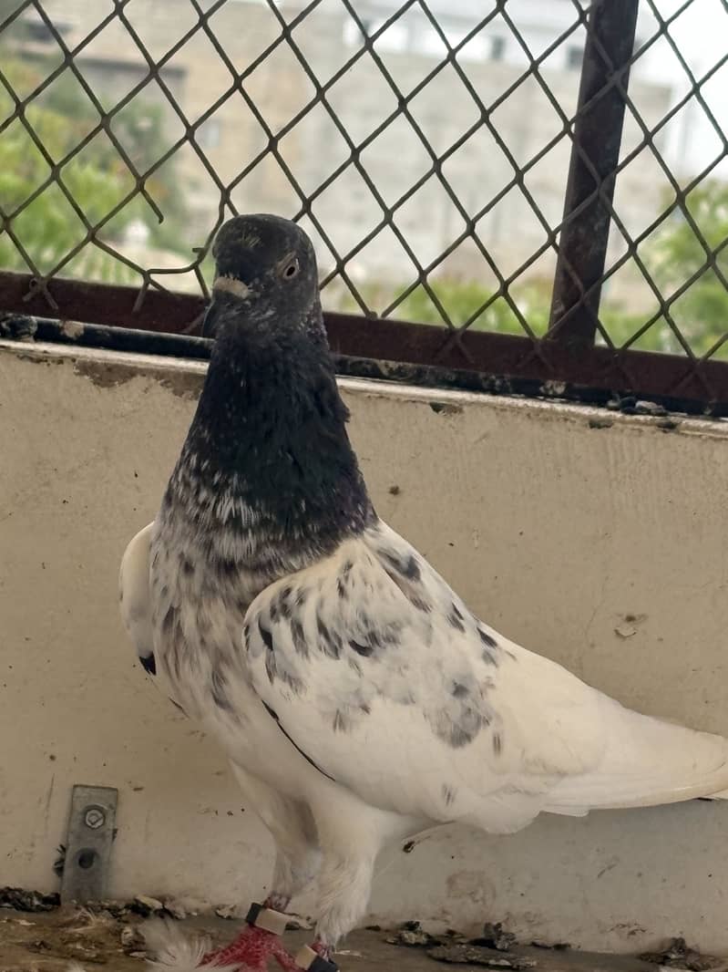 pigeons 3