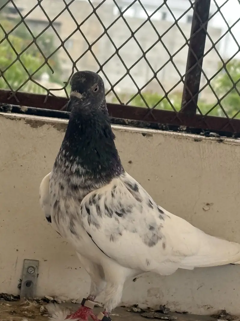 pigeons — photo 4