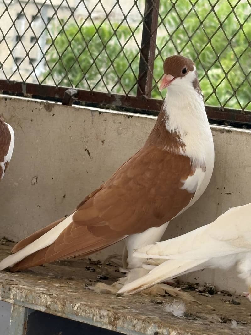 pigeons 5