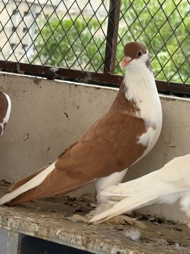 pigeons — photo 6