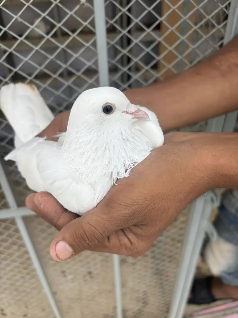 pigeons — photo 7