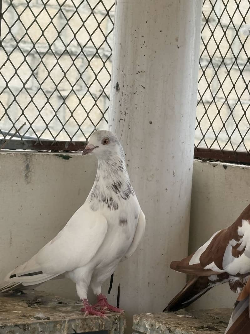 pigeons 7
