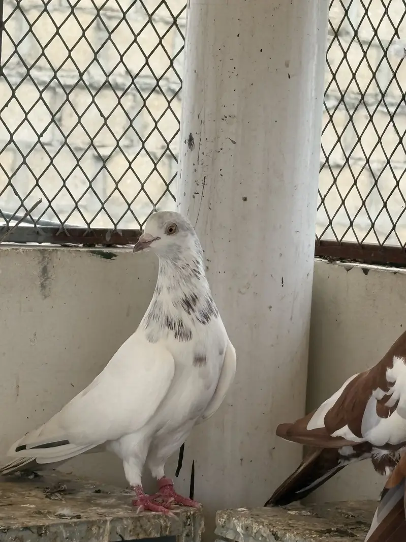 pigeons — photo 8