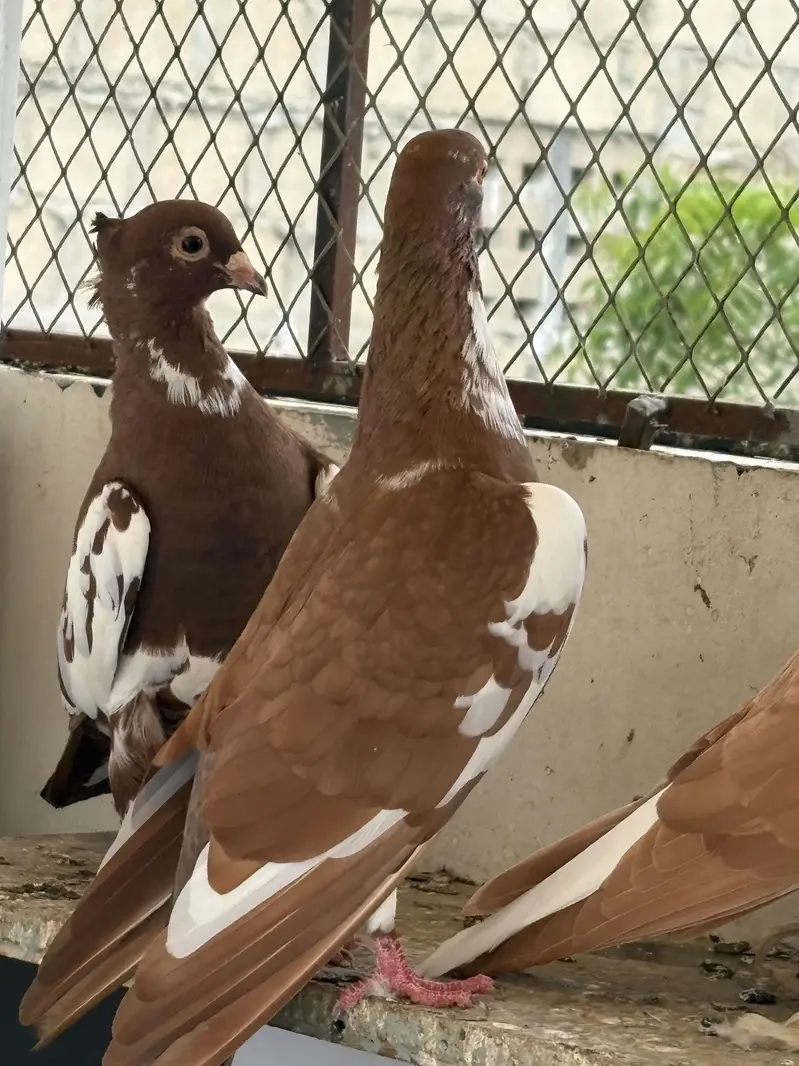 pigeons — photo 9