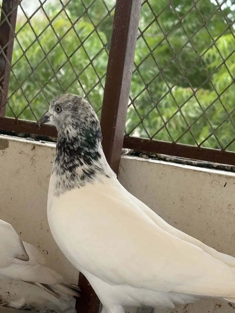 pigeons — photo 10