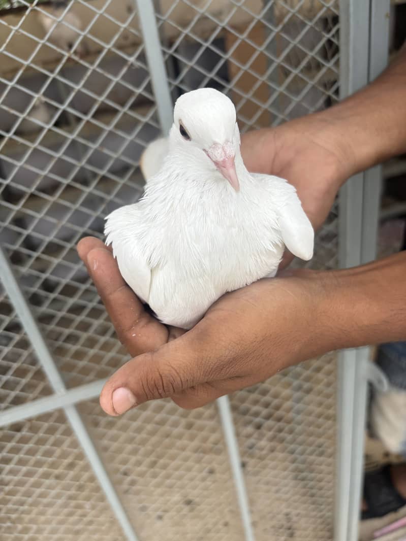pigeons 10