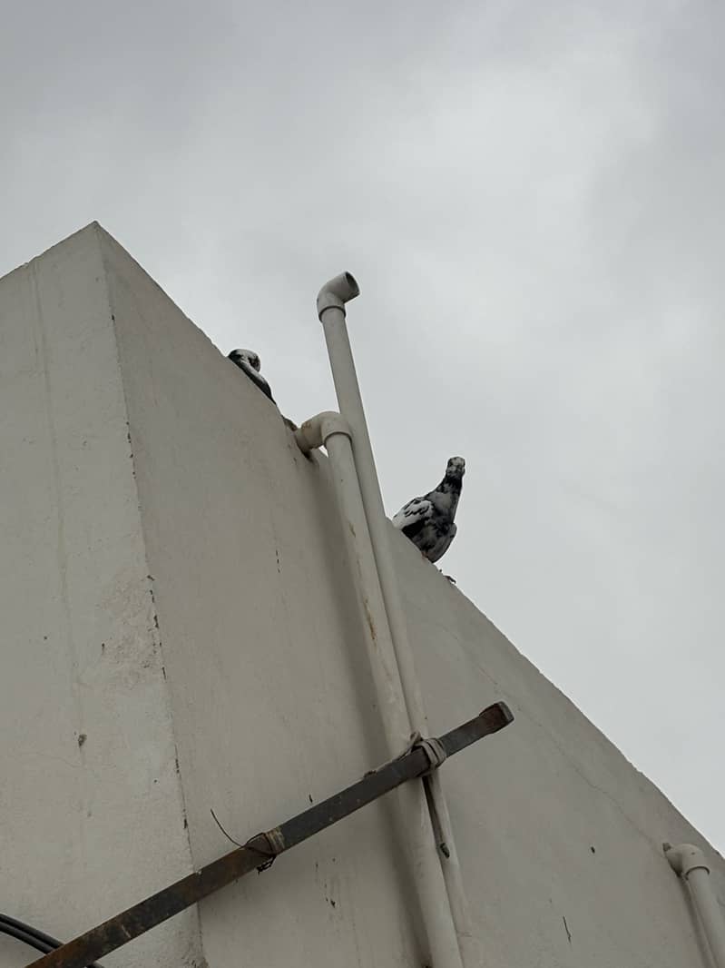 pigeons 11