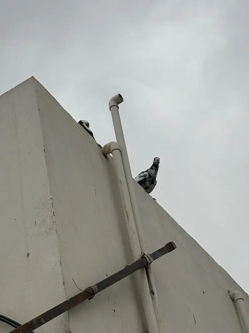 pigeons — photo 12