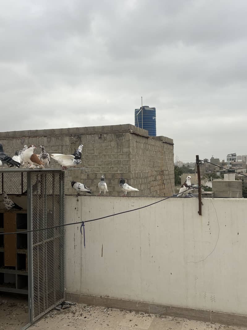 pigeons 12
