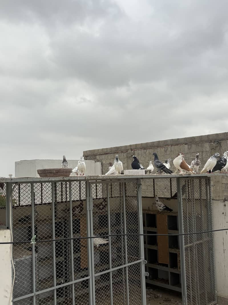 pigeons 13